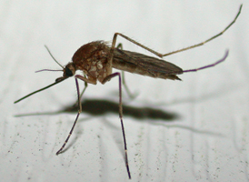 Culex pipiens
